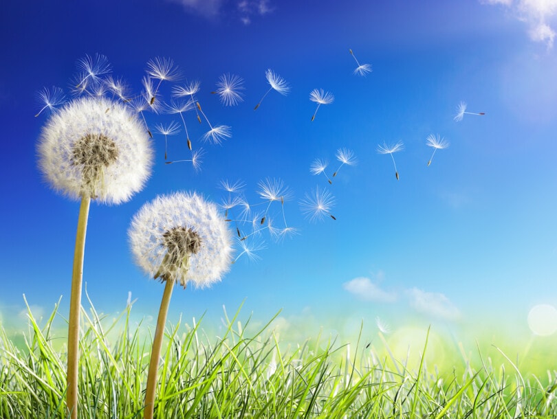 Dandelions With Wind In Field Seeds Blowing Away Blue Sky